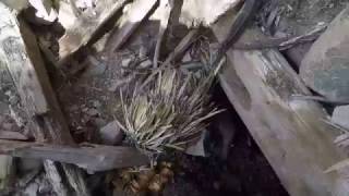 Down inside the collapsed mine. Great looks at fluorite and cave bugs.