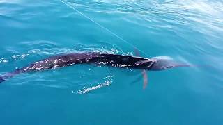 Stuart Florida fishing | Sailfish caught trolling Ballyhoo