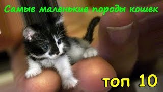 САМЫЕ МАЛЕНЬКИЕ ПОРОДЫ КОШЕК  ТОП 10  THE SMALLEST BREED OF CATS