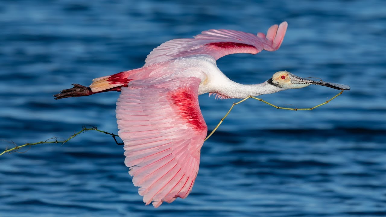 Incredible Roseate Spoonbill Bird In Flight Photography With Nikon D850 ...