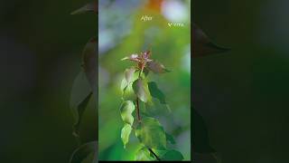 Before And After 🌿🌱#nature #naturephotography #plants #edit #shorts #shortvideo