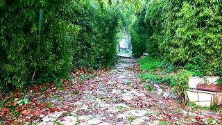 torrential rain on a green passage | Deep sleep, meditation with the sound of rain