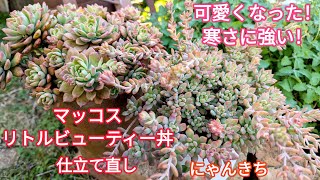 【多肉植物】可愛くなった！寒さに強い！マッコスとリトルビューティーの丼の紹介と支度直し😊