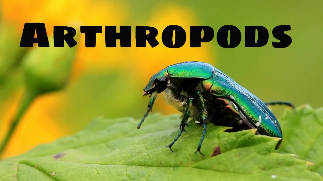 Arthropods Characteristics