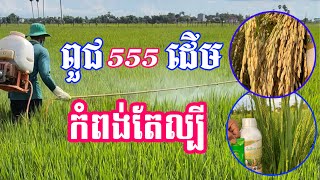 #ពួជ 555 កំពង់តែល្បី ផ្លែល្អ