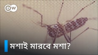 মশা মারতে মশা ব্যবহারের উদ্যোগ