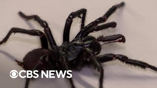 Larger, more venomous version of one of world's deadliest spiders discovered