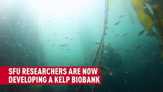Simon Fraser University-led biobank aims to save west coast kelp forests