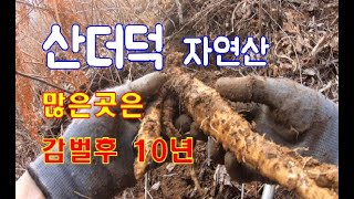 약초 산행 더덕 자연산 산 더덕 하루 1kg 이상 채취 할 수 있는 곳은