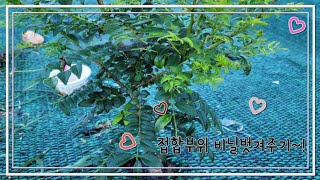 산초나무 접목부위 비닐 벗겨주기와 개미잡는 약 놓아주기~🌿