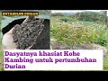 DASYATNYA khasiat KOHE KAMBING untuk PERTUMBUHAN DURIAN || Berkebun Durian