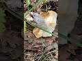 russula olivacea buono previa cottura conoscere i funghi in pillole giacomo jack isp. micologo