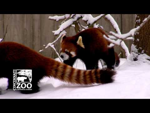 Why a Red Panda would not make a good pet - Cincinnati Zoo Why a Red Panda would not make a good pet - Cincinnati Zoo