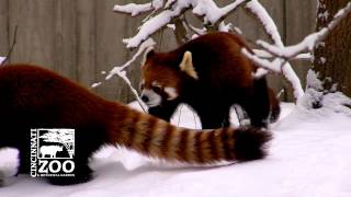 Why a Red Panda would not make a good pet - Cincinnati Zoo