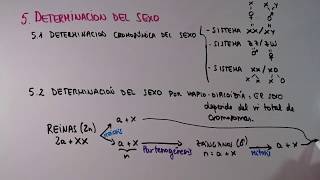 Determinación del Sexo - 2º Bachillerato Biología