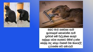 කවදාවත් අහිංසක සත්තුන්ට හිංසා නොකරන්න do not harm Innocent animal🙏❤️#srilanka