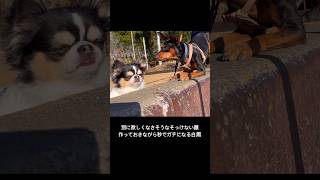 仏の顔は突然に。　　　　　　　　　　　　#チワワ  #ミニピン #shorts #犬 #おもしろ動画