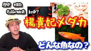 【メダカ飼育】まるで金魚！？楊貴妃メダカについて色々まとめてみた！！