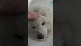 Samoyed Fluffer Covered In Snow || ViralHog