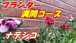 ナデシコの植え付け