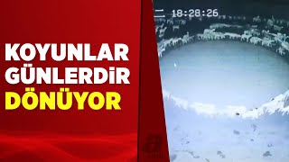 Bu koyunlar 13 gündür hiç durmadan dönüyorlar | A Haber