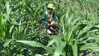 ORA KRASAN NYAWANG SUKETE TAK RESIKI TIMBANG MENENG JES SOALE URUNG DI SEMPROTNO PUTUKU