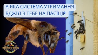 Як можна утримувати бджіл в різних системах вуликів? Пояснення! І де більше меду?