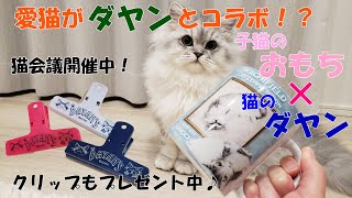 【ダヤンとコラボ】世界に一つだけのうちの子マグカップが届きました！【猫動画】