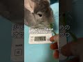 【チンチラ体重測定】牧草で誘導したら食い逃げされた💦＃chinchilla＃チンチラ＃shorts