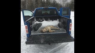 coyote hunt- foxpro Foxbang saves the day