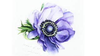 [베리현 수채화]아네모네 그리기| Watercolor painting | Watercolor flower | Watercolor tutorial | anemone