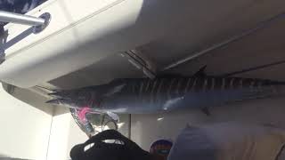 Trolling, fishing Beast Wahoo/Ono