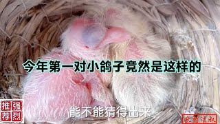 农村大叔：没有想到今年的小鸽子是这样子的