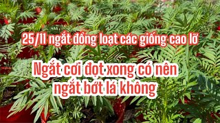 Cách ngắt đọt giúp chèo yếu chèo nhỏ mau phát triển