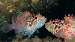 Facts: The Cheekspot Scorpionfish