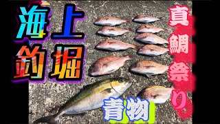 【海上釣り堀】大阪湾の釣り堀で真鯛祭り開幕！その後、青物を釣り上げる！