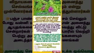 வன்னி மரம் ஆன்மிக தகவல்கள் தெரிந்து கொள்வோம் #ஆன்மீகம் #spiritual #shorts