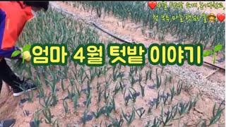 ❤️엄마의 4월 텃밭 소개, 첫 부추 수확, 첫 마늘 솎아주기 ,미니 농기구창고, 보약같은 #화살나무 순 햇님나물👩‍🌾❤️