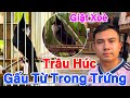 Siêu Phẩm Rừng Xanh | Tuyển 3 Bổi VIP HẦU ẾCH ƯƠNG Khủng Long Phi Như Tên | Mặt Sát Thủ | Xoè Mềm