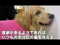 【手術】ゴールデンレトリバー子犬、避妊＆胃固定の手術を腹腔鏡で行う。