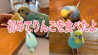 2021.1.20セキセイインコしんちゃん　初めてりんごを食べたよ🍎