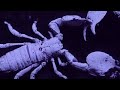 scorpions are predators with a sensitive side amazing facts about scorpions animals life