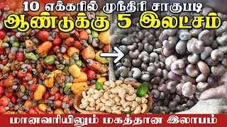 10 ஏக்கரில் முந்திரி சாகுபடி | ஆண்டுக்கு 5 இலட்சம் | #AnbuAoney #farmingbusiness