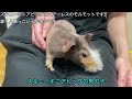 【デビュー中！】うさぎ＆モルモットのご紹介♪