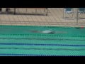 20130728 関西学生選手権 200br予選 小原井 学人