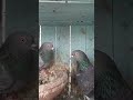 neela kabootar tiktok propigeon pigeon kabootar pigeons kabootarbazi pigeonlover pro