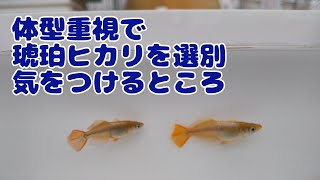 【メダカ飼育】選別は形が重要。琥珀ヒカリを選別する。