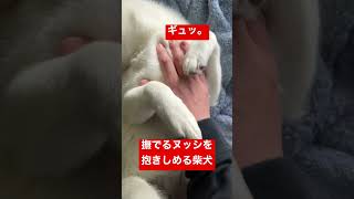 撫でるヌッシを抱きしめる柴犬　#shorts 　#柴犬　#子犬　#癒やし #かわいい #仔犬　#可愛い