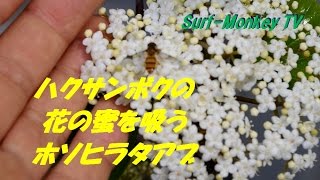 ハクサンボクの花の蜜を吸うホソヒラタアブ ~サーフモンキーTV