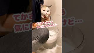 ぼくお風呂入れられてんのに…？おかしない…？【おしゃべりする猫】 #Shorts 【猫アテレコ】